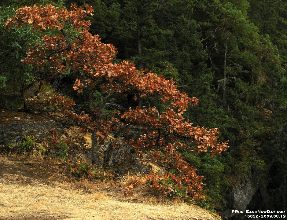 16052RoCrLeSh - Climbing Mount Tzouhalem, Duncan